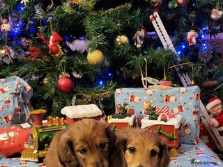 Miniature Dachshund dogs Miniature long haired daschunds - Advert 11