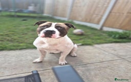 Mixed Breed dogs for sale: Bronson  - Image 3