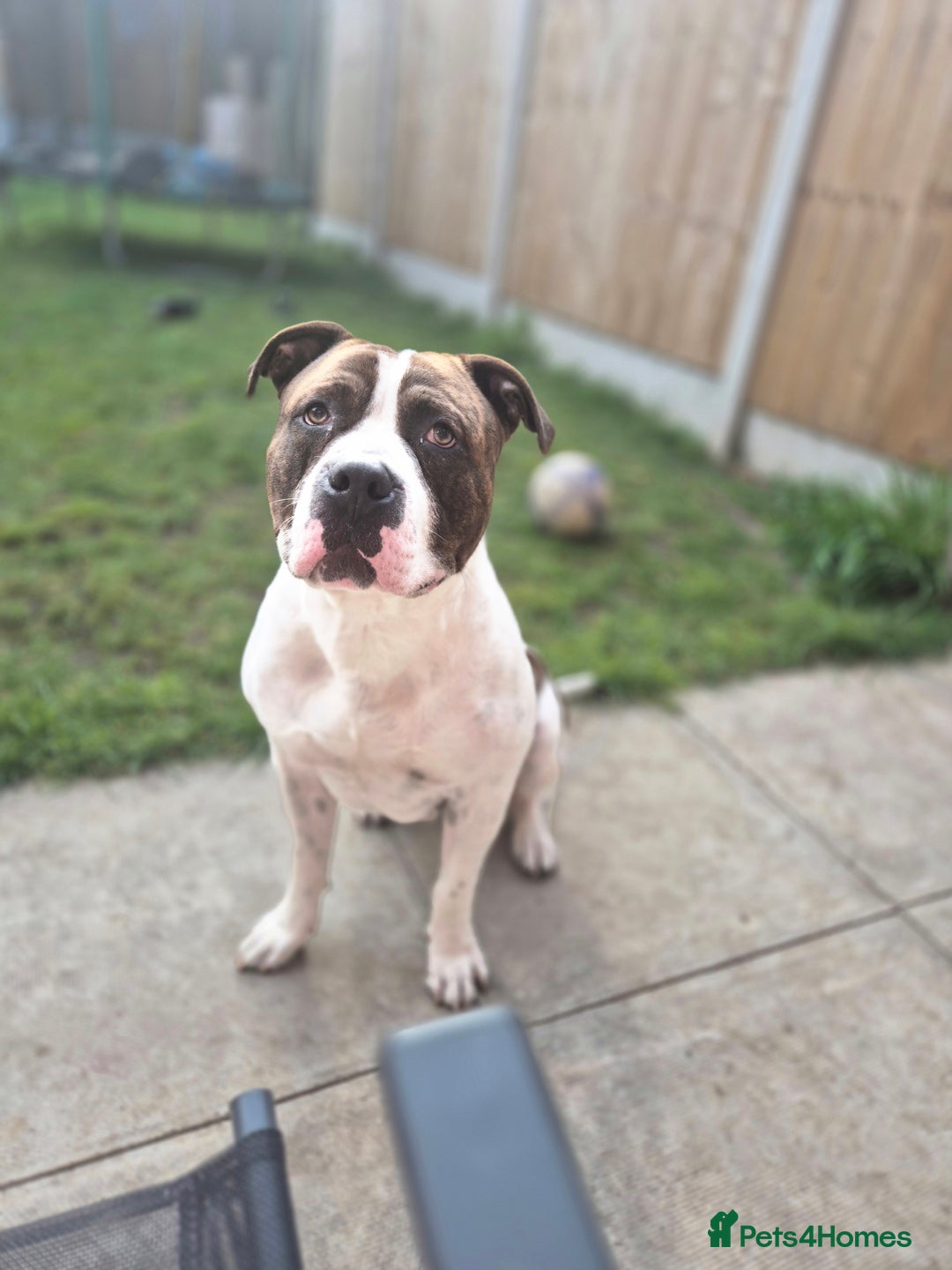 Mixed Breed dogs for sale: Bronson  - Image 3