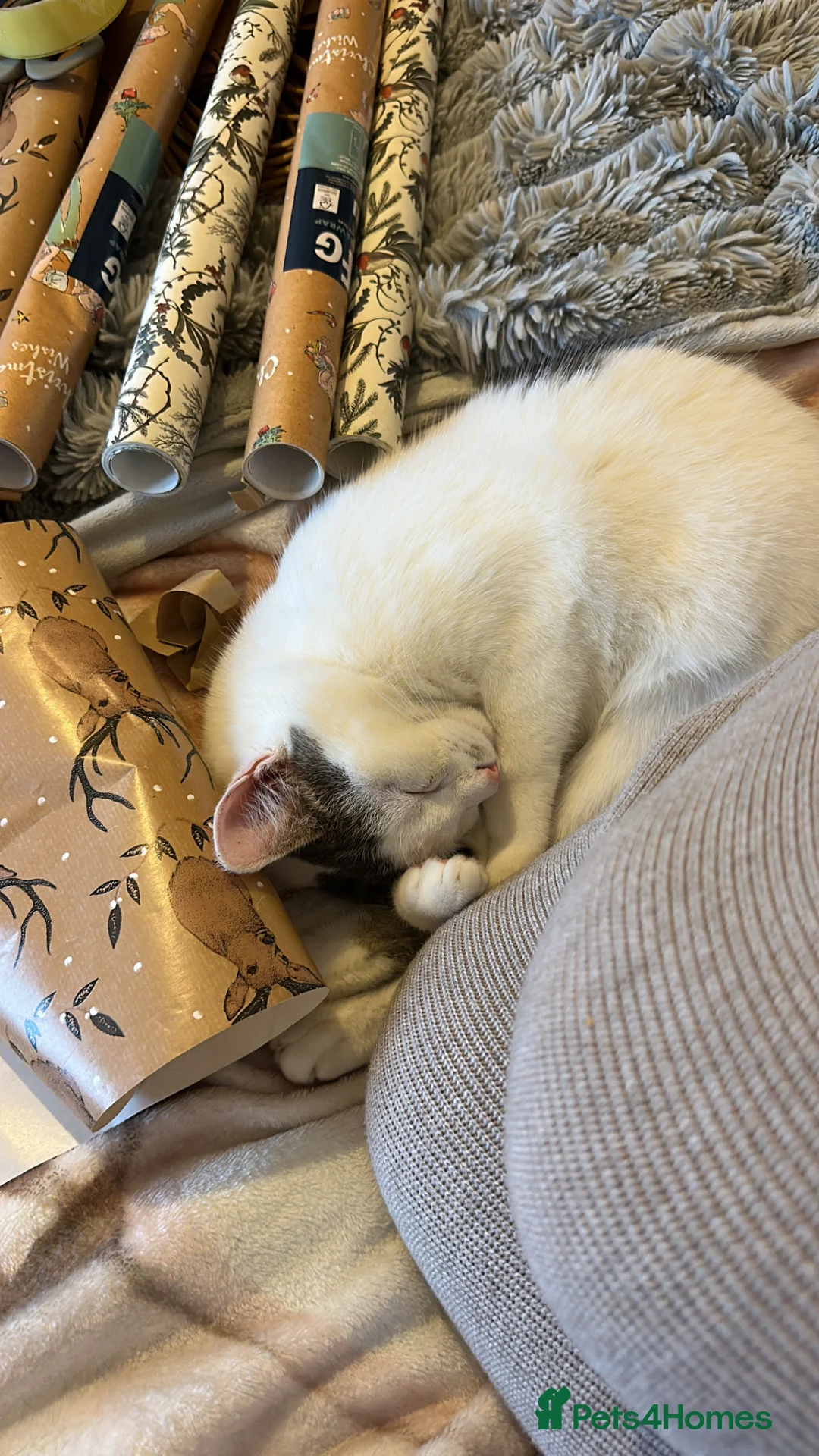 Mixed Breed cats for sale: Mixed Breed Litter, Beautiful Nature - Advert 13