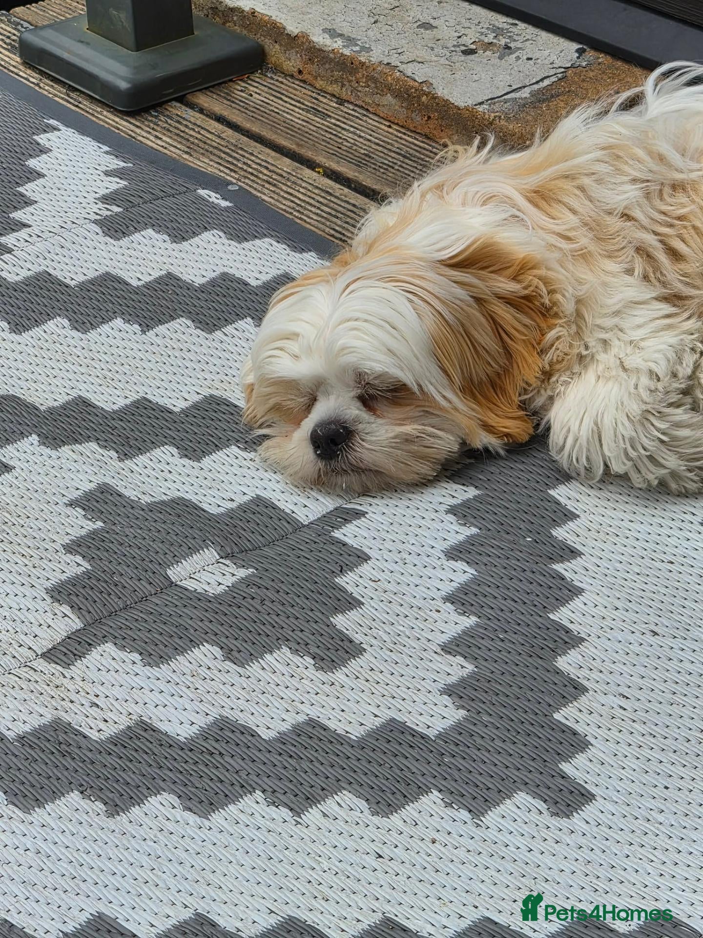 Malshi dogs Male 6 month old malshi - Advert 2