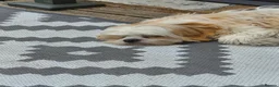 Malshi dogs for sale: Male 6 month old malshi - Advert 1