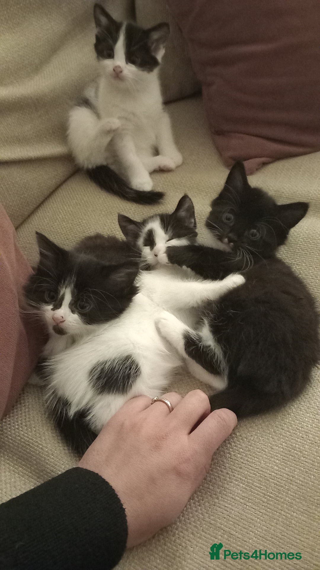 Mixed Breed cats for sale: Kittens available end of January  - Advert 5