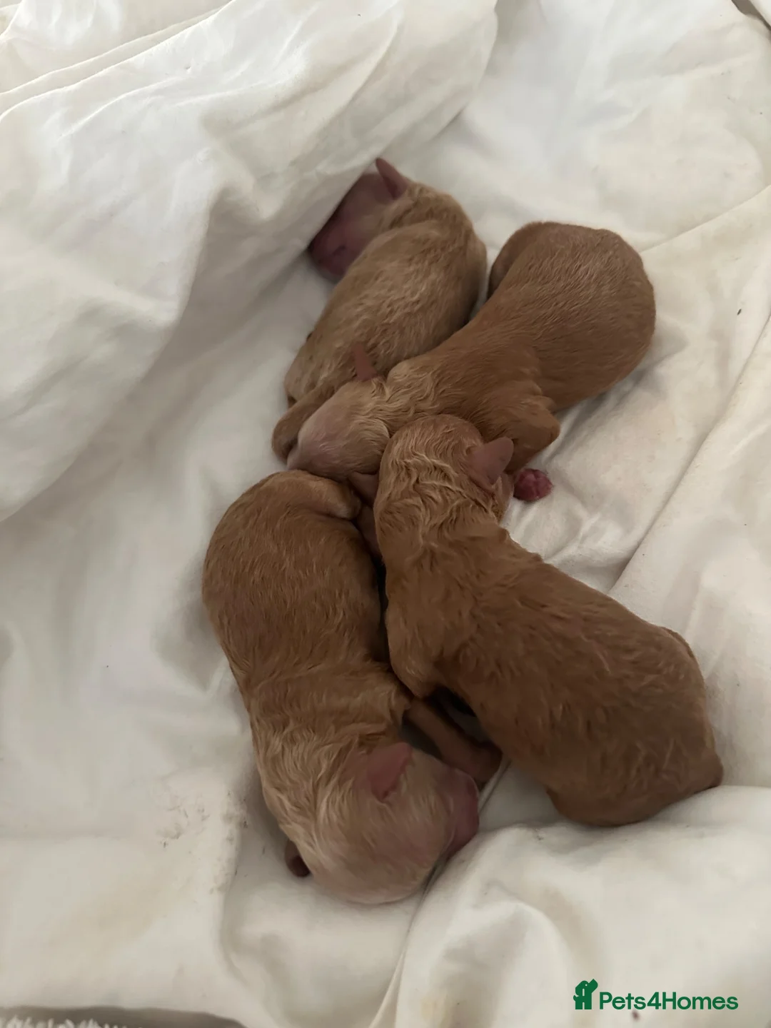 Schnoodle dogs for sale: Beautiful schnoodle puppies ready to reserve  - Advert 10