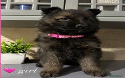 German Shepherd dogs for sale: Playful German Sheperds Puppies for sale!!! - Image 5