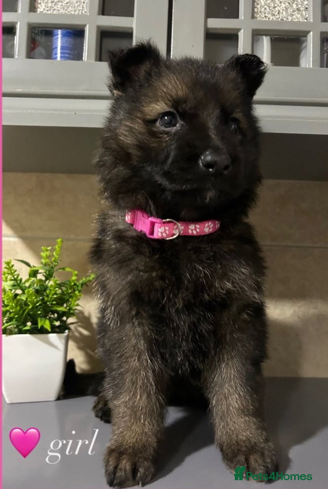German Shepherd dogs for sale: Playful German Sheperds Puppies for sale!!! - Image 5