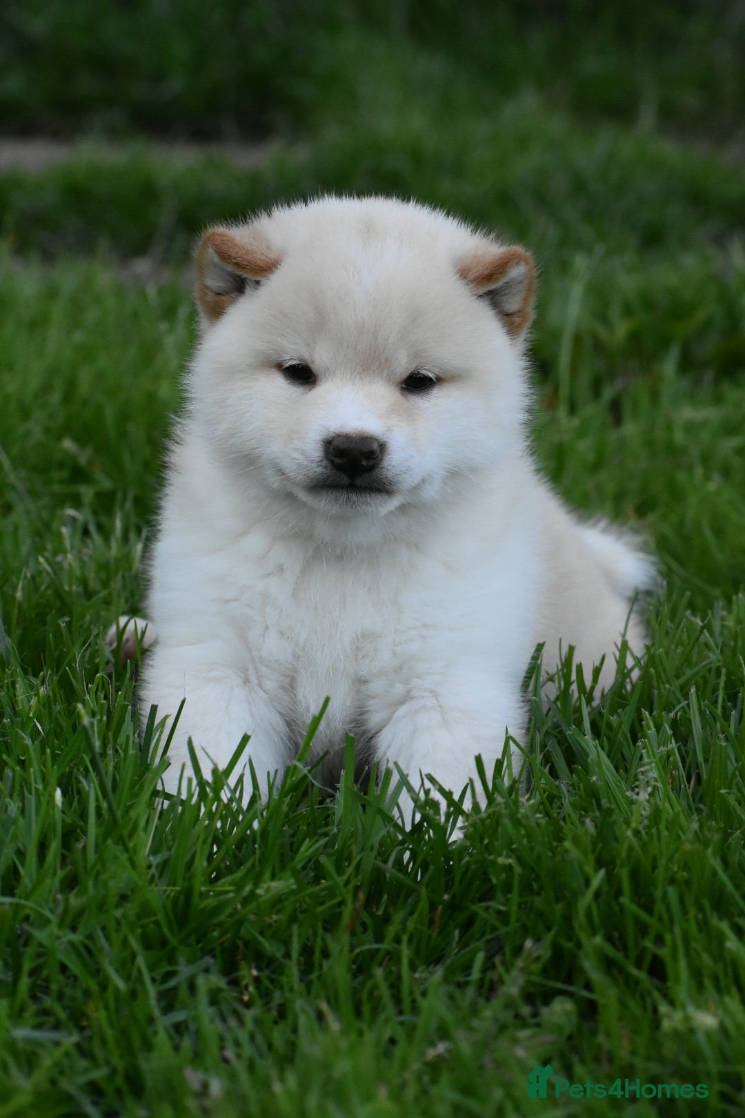 Japanese Shiba Inu dogs Exceptional Japanese Shiba Inu Puppies - Advert 2