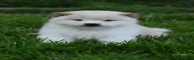 Japanese Shiba Inu Puppy 3