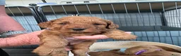 Cockapoo dogs for sale: Extensively health tested F1b cockapoos - Advert 14