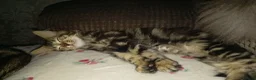 Mixed Breed cats for sale: Super fluffy baby boy - Advert 6