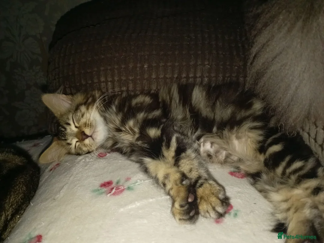 Mixed Breed cats for sale: Super fluffy baby boy - Advert 6