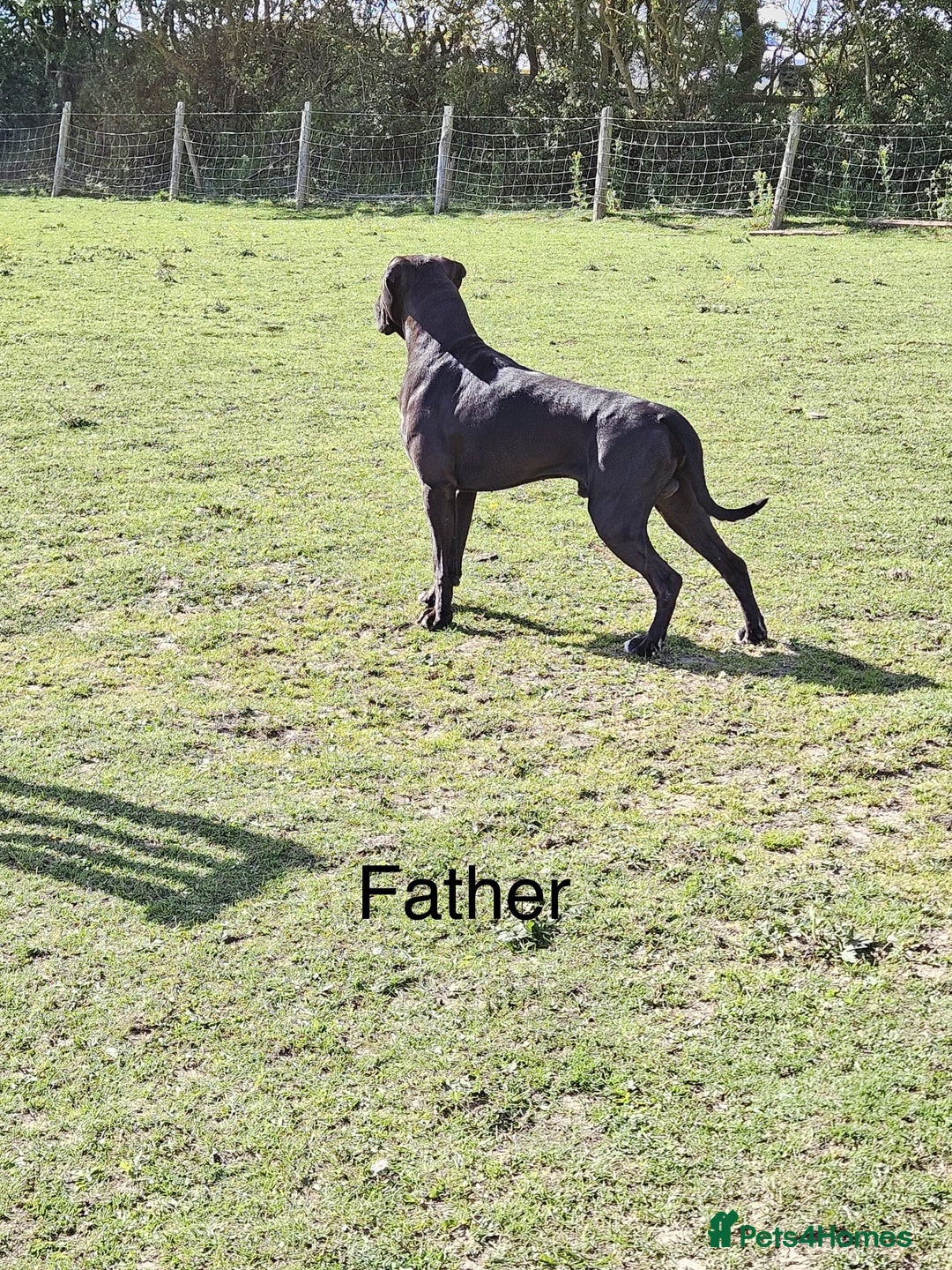 Boxer dogs for sale: Rare Beautiful KC registered puppies for sale  - Advert 16