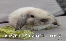 Mini Lop rabbits for sale: CUTE MINI-LOPS - Image 21