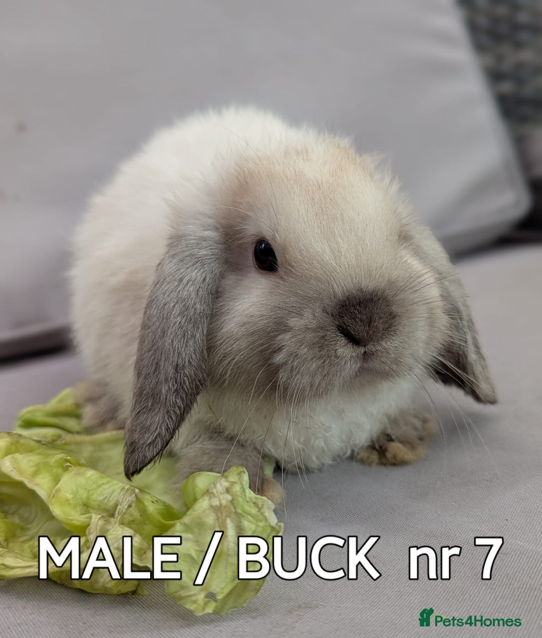 Mini Lop rabbits for sale: CUTE MINI-LOPS - Image 21
