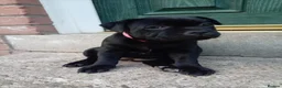 Staffordshire Bull Terrier dogs for sale: Kc registered Staffordshire bull terrier puppy - Advert 8