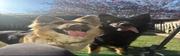 German Shepherd dogs for sale: 🐾Beautiful German Shepherd Puppy’s🐾 - Advert 2