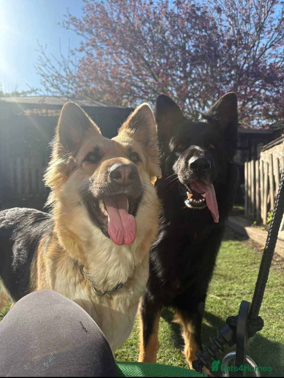 German Shepherd dogs for sale: 🐾Beautiful German Shepherd Puppy’s🐾 - Advert 2