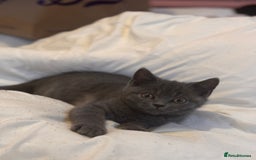 British Shorthair cats for sale: RARE lilac spot/blue British shorthair kittens - Image 6