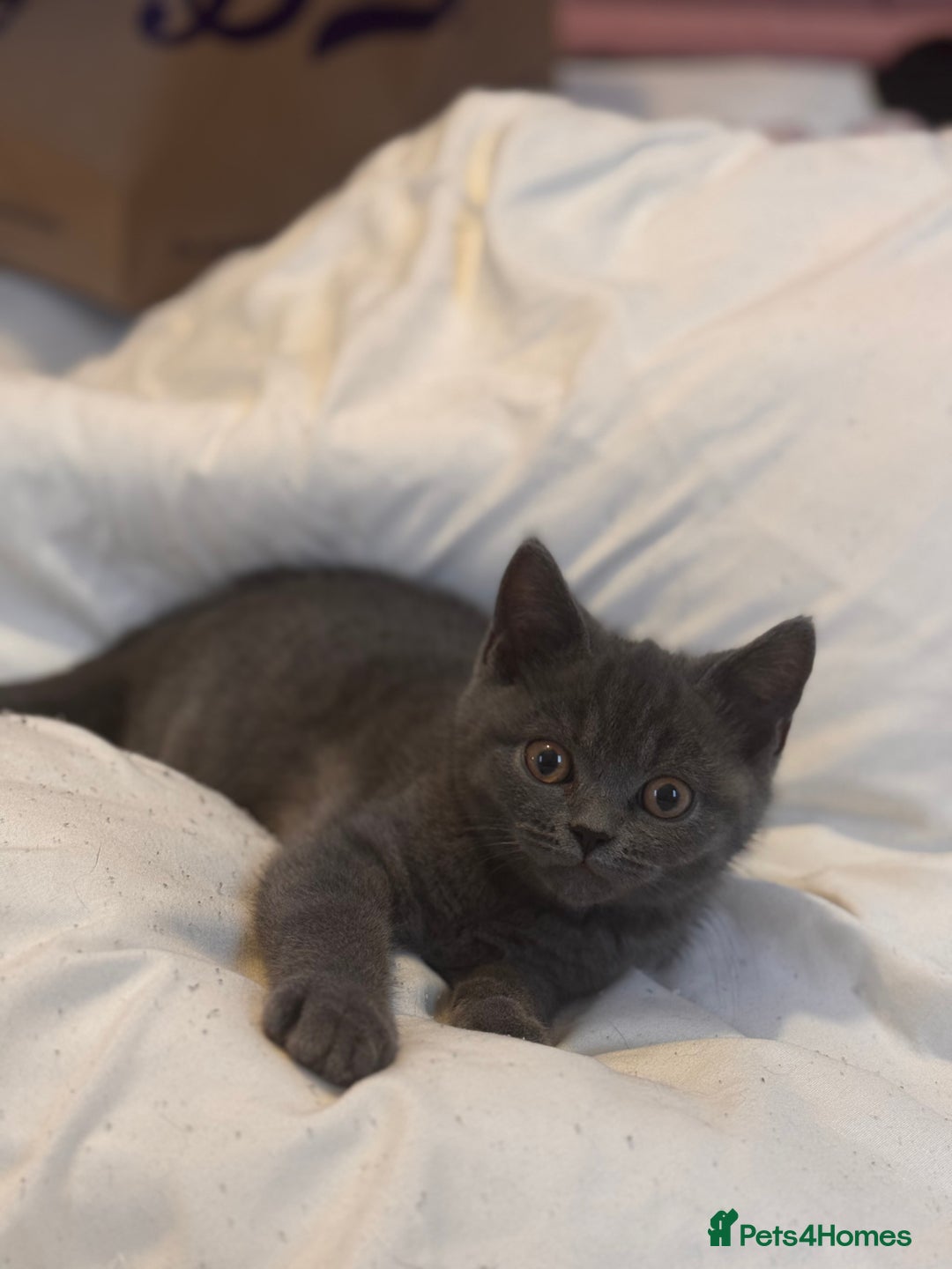 British Shorthair cats for sale: RARE lilac spot/blue British shorthair kittens - Image 6