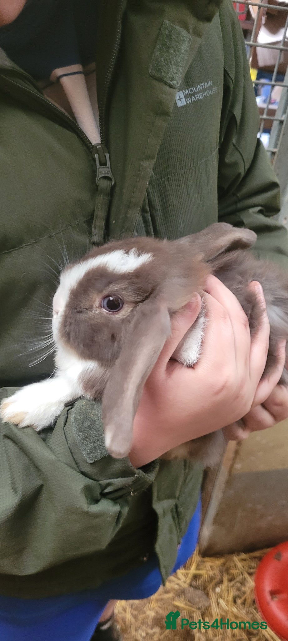 Mini Lop rabbits Baby Mini Lop Rabbits Available Now - Advert 2