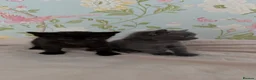 Bombay cats for sale: 2 Bombay mixed kittens - Advert 13