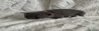 British Shorthair Kitten 3