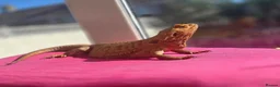 Bearded Dragon reptiles for sale: Bearded dragon in Weymouth - Advert 3