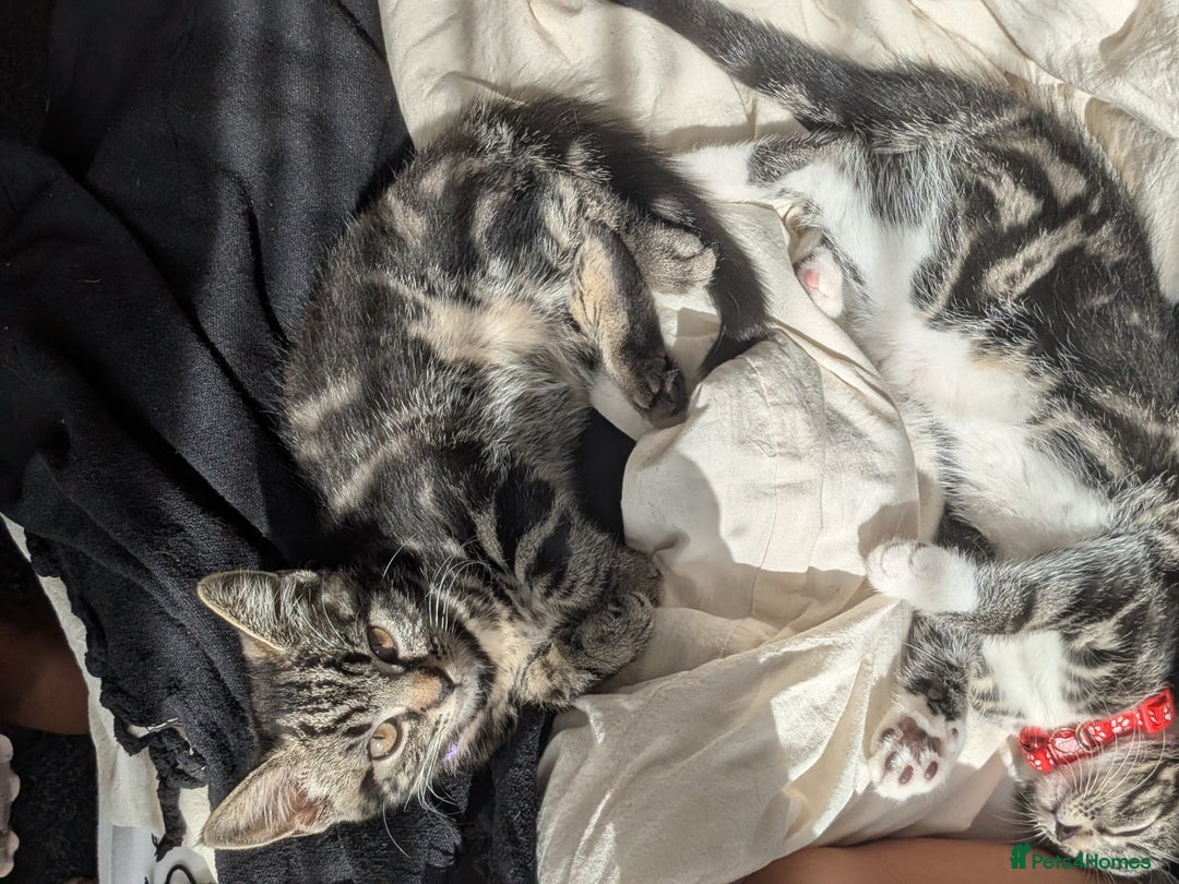 Domestic Shorthair cats for sale: Beautiful loving little tabby brother and sister - Image 7