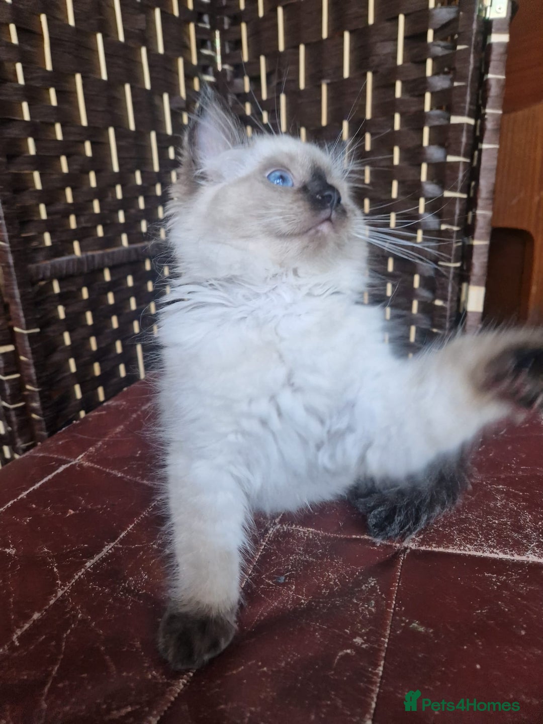 Ragdoll cats for sale: 1 Ragdoll girl left looking for a loving home  - Image 13