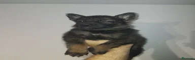 German Shepherd Puppy 2 light green collar 