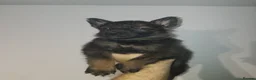 German Shepherd dogs for sale: Exceptional GSD Kc Czech working line  - Advert 21