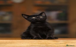 Maine Coon cats for sale: Beautiful Maine Coon X Kittens - Image 14