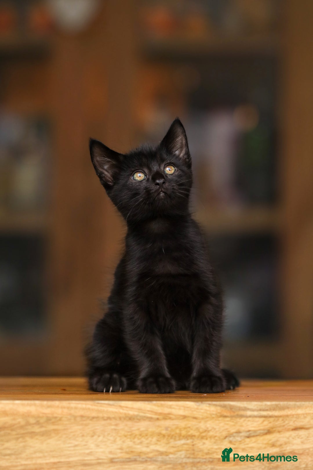 Maine Coon cats for sale: Beautiful Maine Coon X Kittens - Image 14