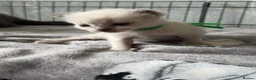 Ragdoll cats for sale: GCCF RAGDOLL KITTENS - Advert 11