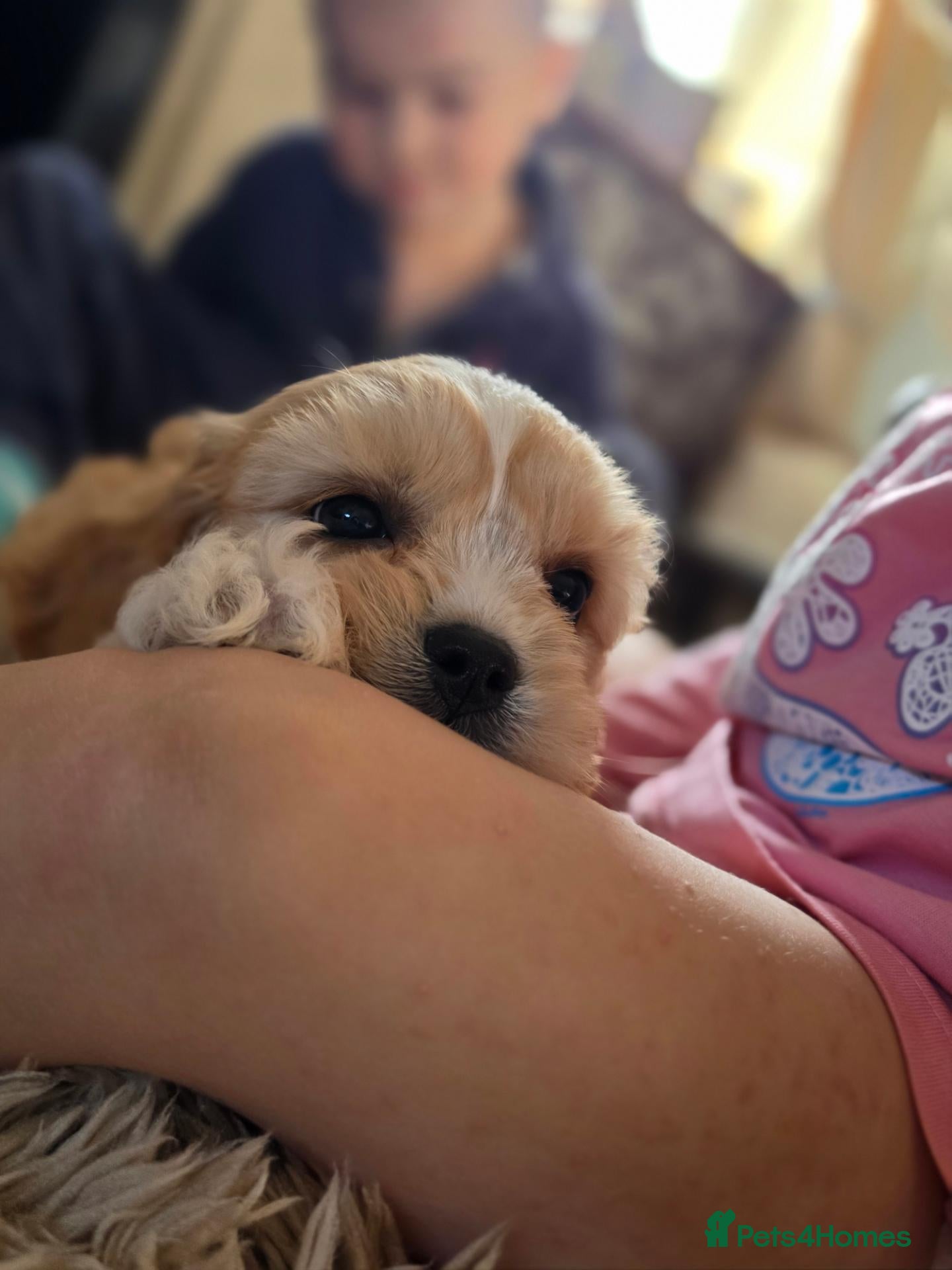 Cavachon dogs 1 GIRL LEFT💖🐾 - Advert 2