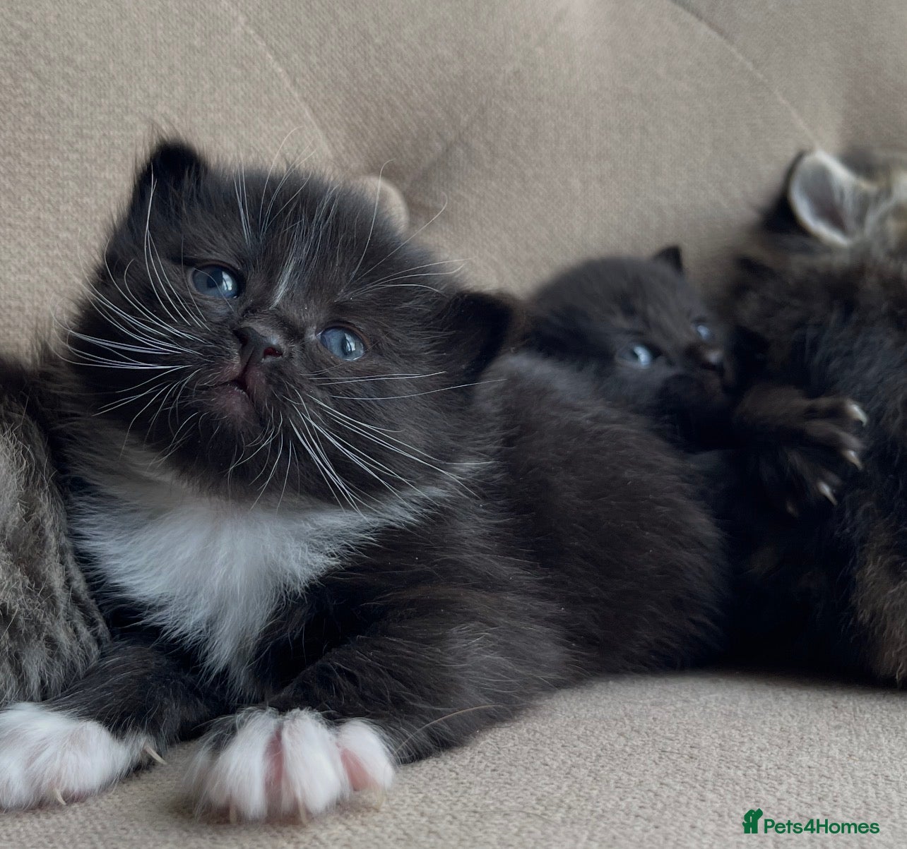 Persian cats Adorable Kittens for Sale - Advert 12