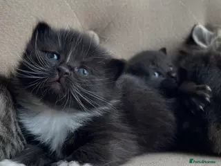 Persian cats Adorable Kittens for Sale - Advert 2