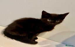 Bengal cats for sale: Gorgeous half bengal kittens for sale. READY NOW  - Image 6