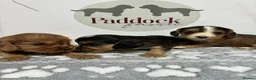 Cockalier dogs for sale: ✨ Superb Cockalier Puppies ✨ - Advert 9