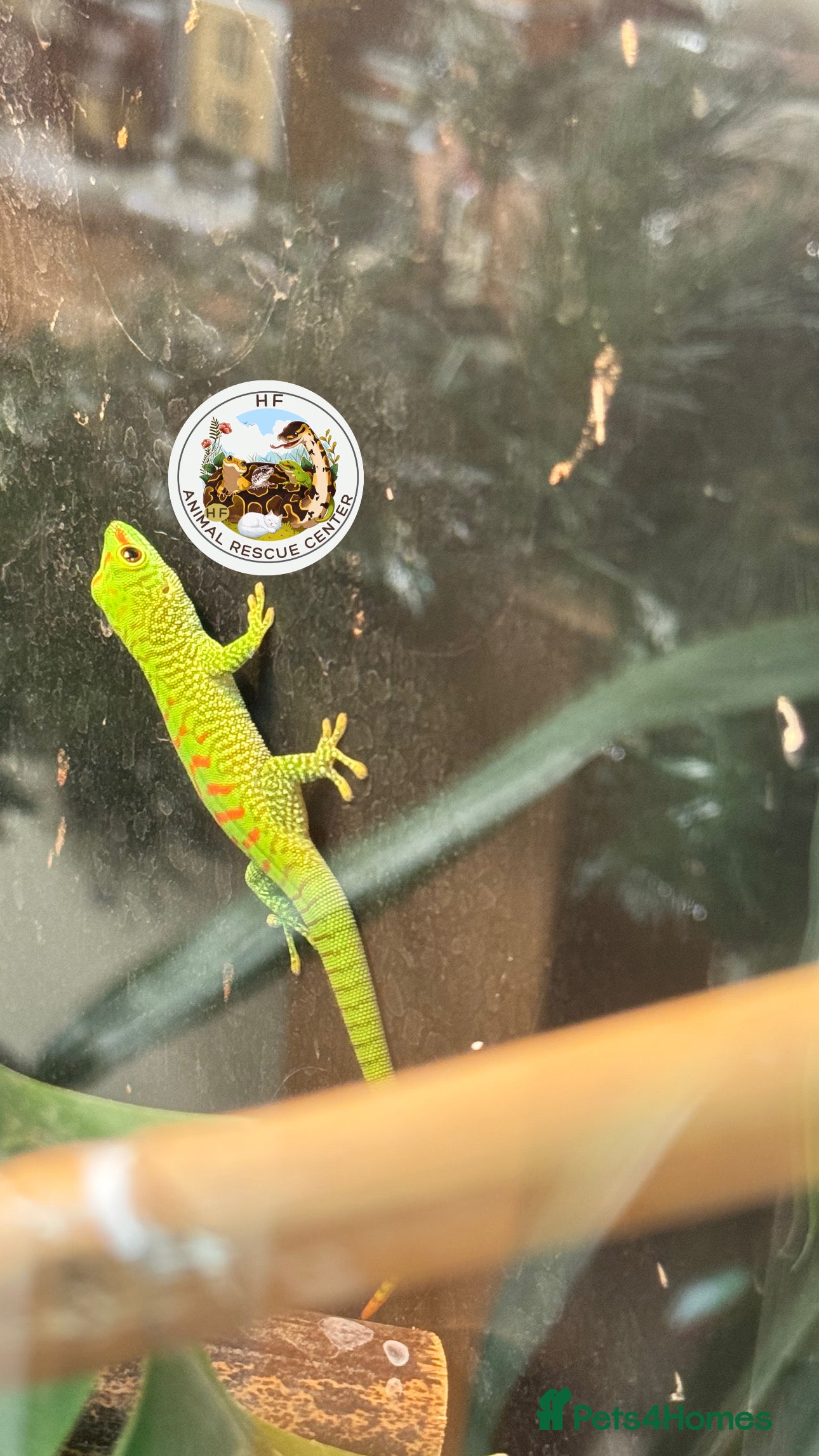 Gecko reptiles Lizards for rehome  - lot to choose from  in Nottingham - Advert 7
