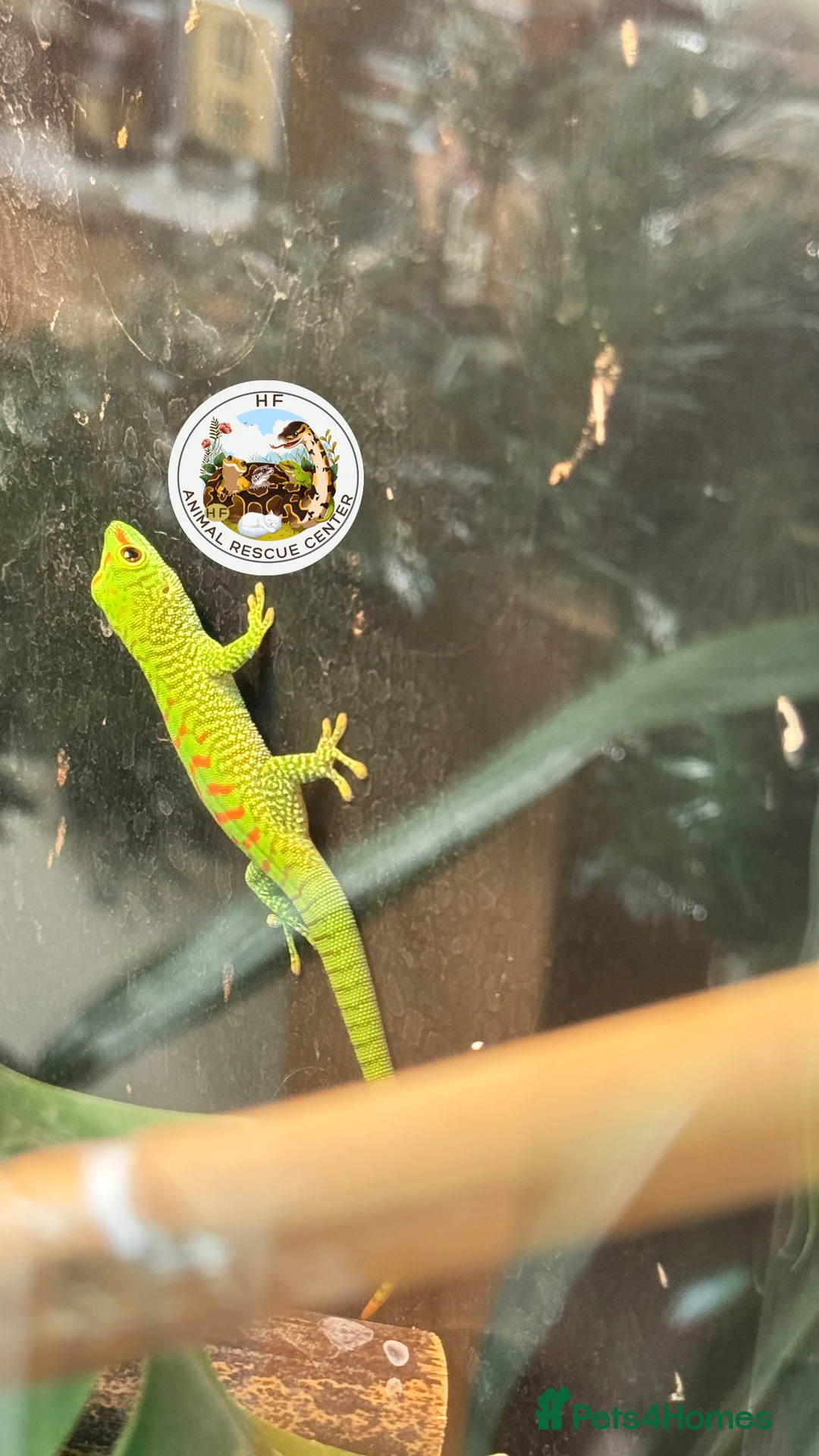 Gecko reptiles for sale: Lizards for rehome  - lot to choose from  in Nottingham - Advert 1