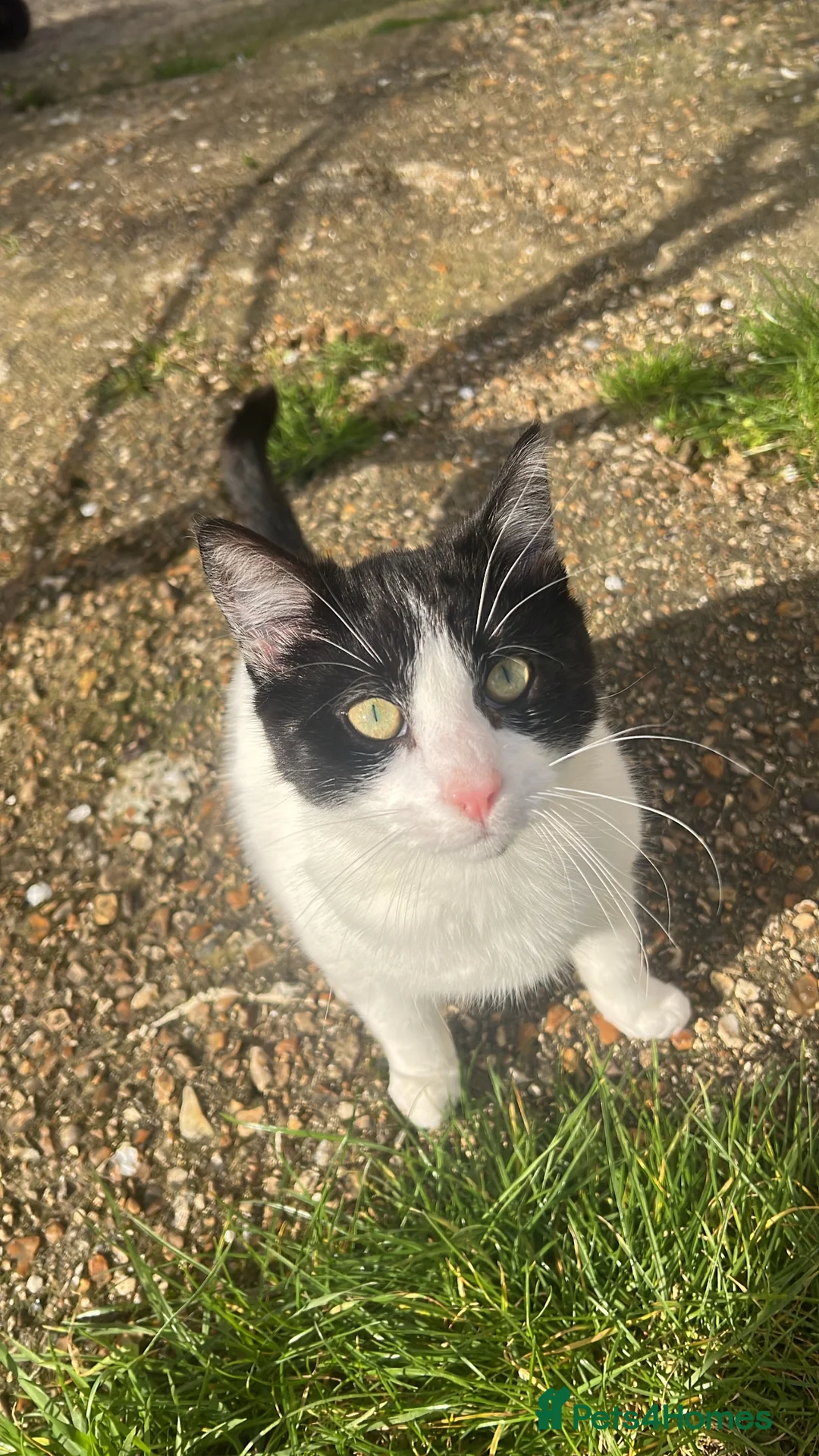 Ragdoll cats for sale:  male cat - Advert 1