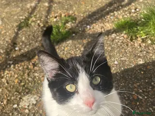 Ragdoll cats male cat - Advert 17