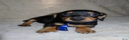 Dachshund dogs for sale: BEAUTIFUL DACHSHUND READY FOR FOREVER HOME!!! in Wolverhampton - Advert 19