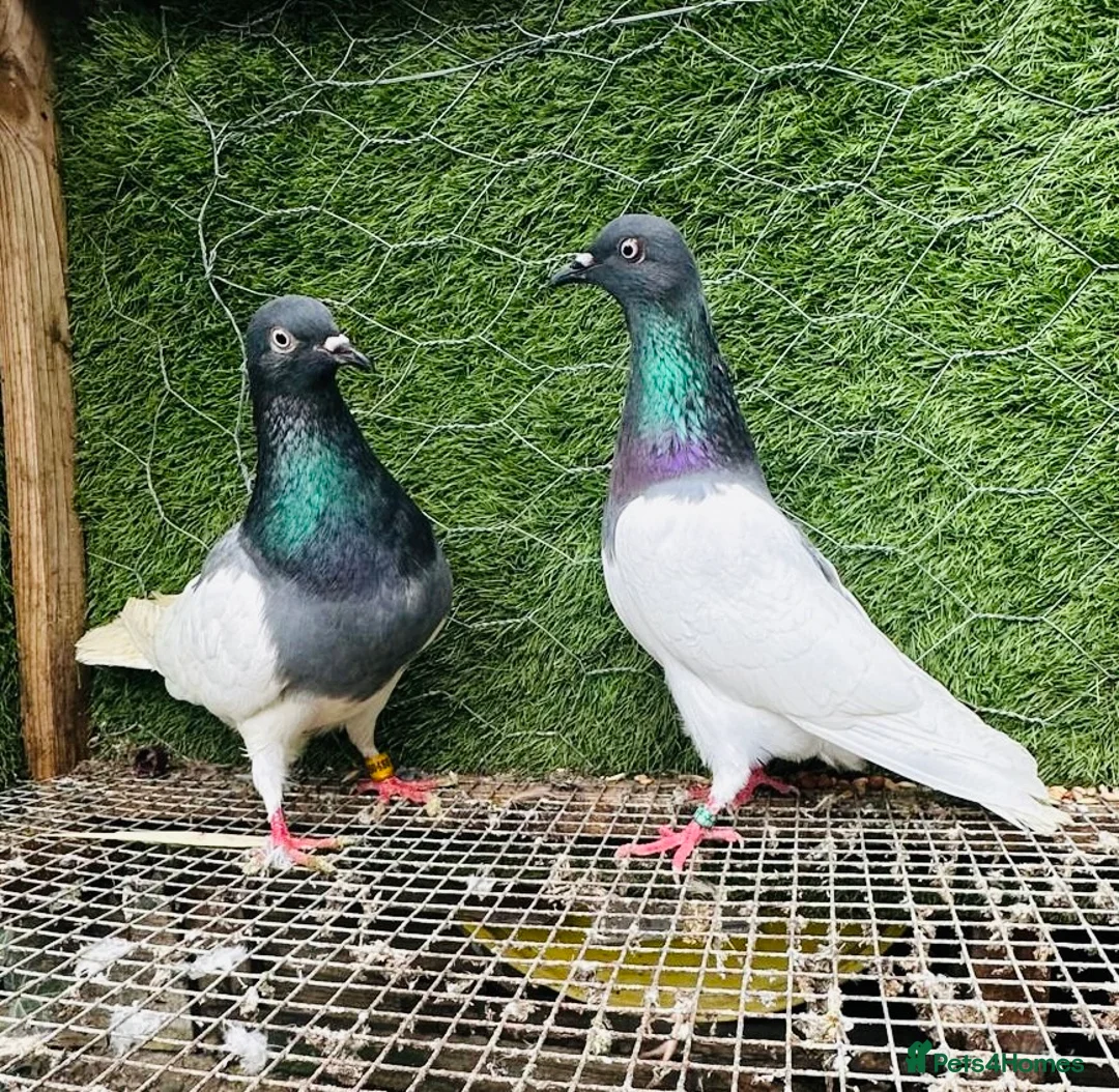 Pigeons birds for sale: 35 Mix  pigeon for sale - Advert 2