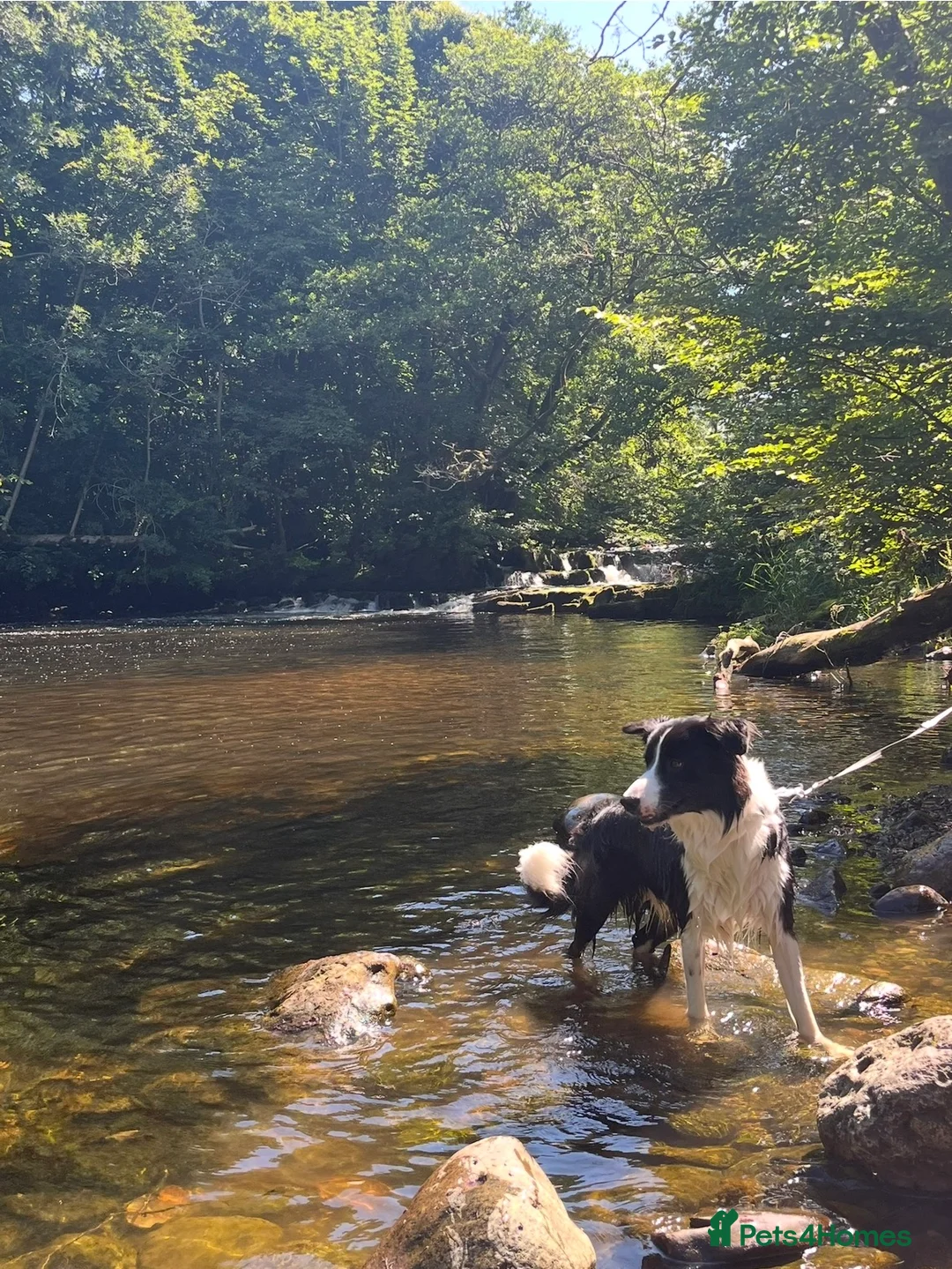 Border Collie dogs for stud: 🐾 Handsome Purebred Border Collie Stud 🐾 - Advert 8
