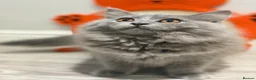 British Longhair cats for sale: British longhair kittens  - Advert 13