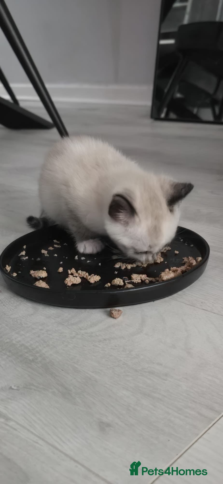 Mixed Breed cats 4 beautiful kittens ready for new home  - Advert 3