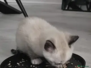 Mixed Breed cats 4 beautiful kittens ready for new home - Advert 1