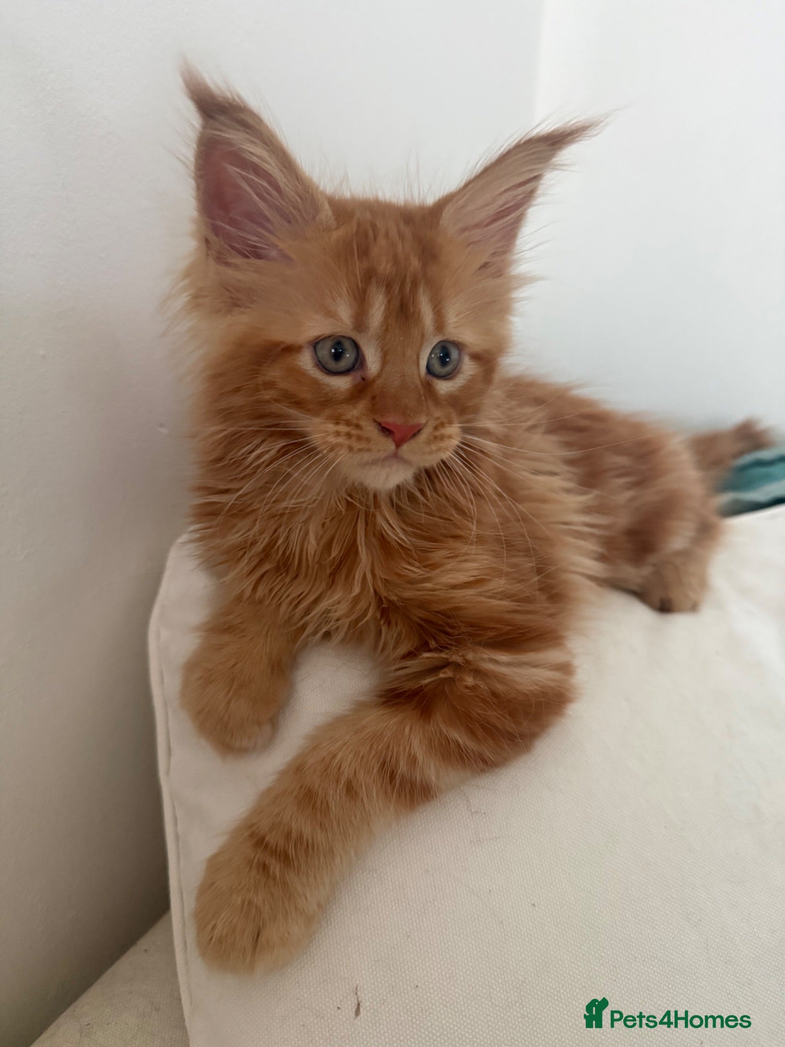 Maine Coon cats One ginger mainecoon left   - Advert 1